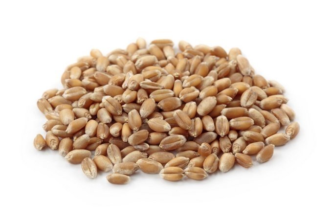 Trigo em grãos - 1kg